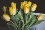 tulips-1208205_960_720
