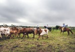 cattle-drive-793676_960_720