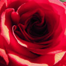 Red Rose Puzzle