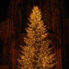 A Christmas Tradition: Christmas Trees